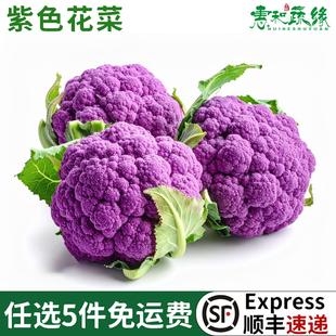 新鲜紫色花菜大颗松花菜紫花椰菜酒楼饭店特色食材时令蔬菜紫花菜