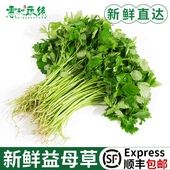 益母草新鲜坤草野菜女性修养生理期需要500g新鲜益母草菜鲜蔬菜