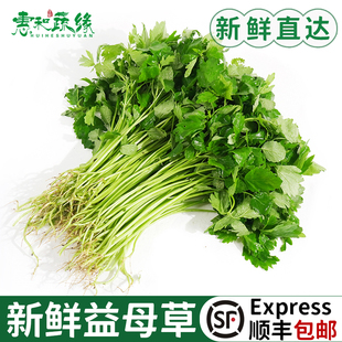 益母草新鲜坤草野菜女性修养生理期需要500g新鲜益母草菜鲜蔬菜