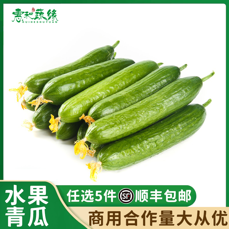 现摘现发农家无刺小青瓜水果青瓜新鲜小黄瓜凉拌生吃沙拉蔬菜食材