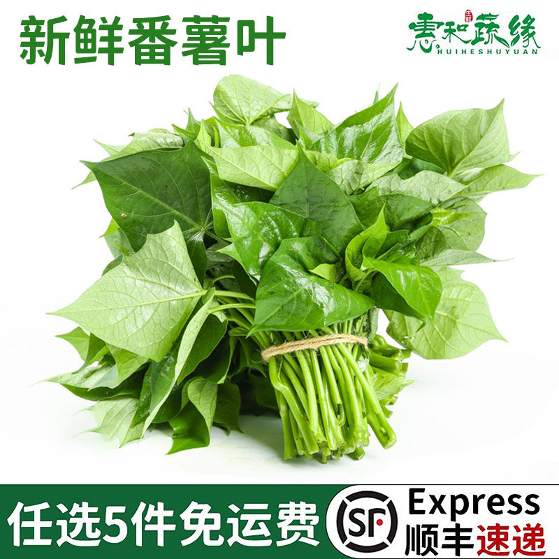 新鲜番薯叶红薯叶地瓜叶鲜嫩芽带梗农家蔬菜食用苕尖专吃叶子