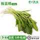 新鲜板蓝根当季 时令云南蔬菜带根板蓝根叶野菜特色菜酒店煲汤食材