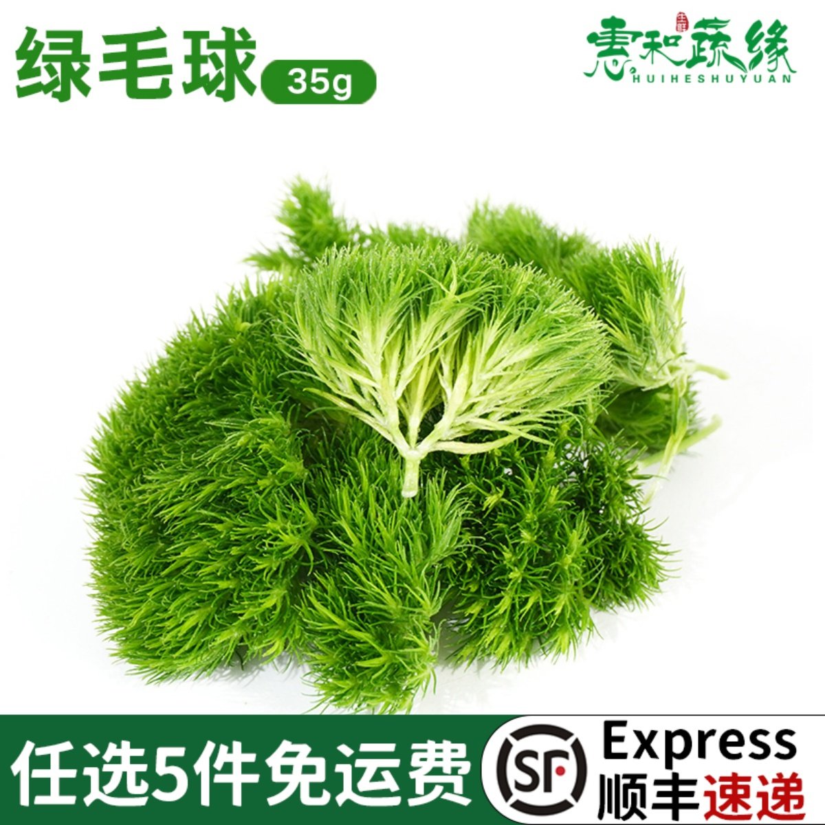 绿毛球新鲜摆盘装饰花草