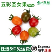 五彩圣女果新鲜1000g多色小番茄新鲜水果樱桃圣女果沙拉蔬菜食材