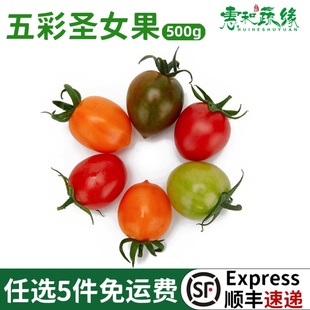 五彩圣女果新鲜1000g多色小番茄新鲜水果樱桃圣女果沙拉蔬菜食材