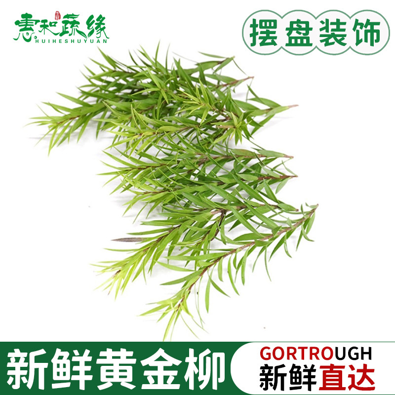 黄金柳芽新鲜柳条叶西餐日料酒店餐厅摆盘蛋糕装饰点缀鲜花草 15g
