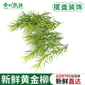 黄金柳芽新鲜柳条叶西餐日料酒店餐厅摆盘蛋糕装 15g 饰点缀鲜花草