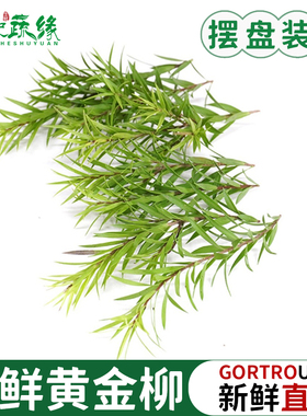 黄金柳芽新鲜柳条叶西餐日料酒店餐厅摆盘蛋糕装饰点缀鲜花草 15g