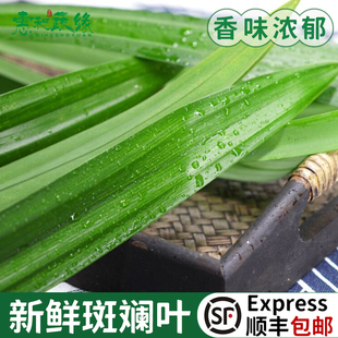 斑斓叶新鲜食用香兰叶班兰叶商用500g蛋糕烘焙甜品千层芒果糯米饭