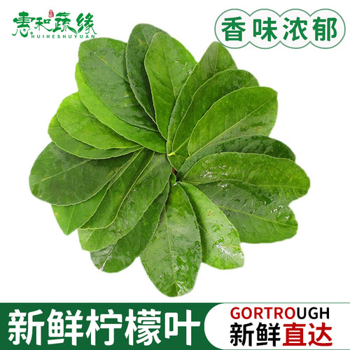 新鲜柠檬叶青柠叶鱼生切丝西餐香料菜调料烹饪料理冬阴功汤食材