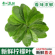 新鲜柠檬叶青柠叶鱼生切丝西餐香料菜调料烹饪料理冬阴功汤食材