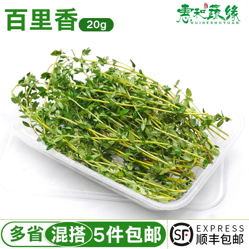 百里香新鲜香料菜煎牛排用调味调料西餐冷盘日料摆盘装饰点缀叶子