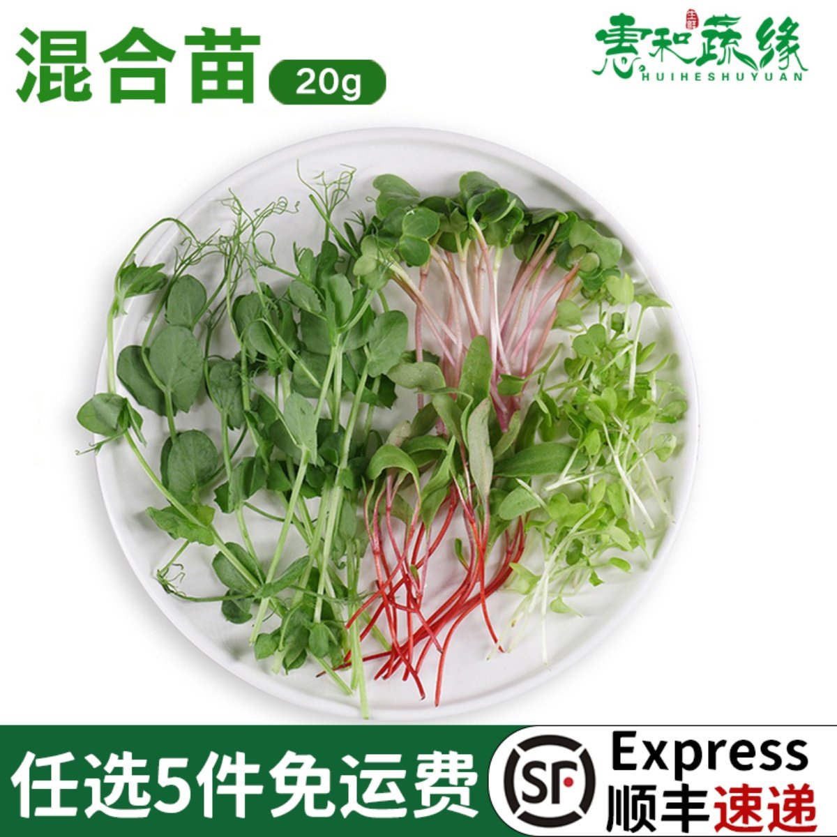 新鲜混合20g甜菜火红芽苗西餐