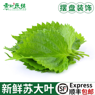 苏大叶新鲜苏子叶紫苏叶食用烤肉刺身日式料理菜装饰叶子点缀花草