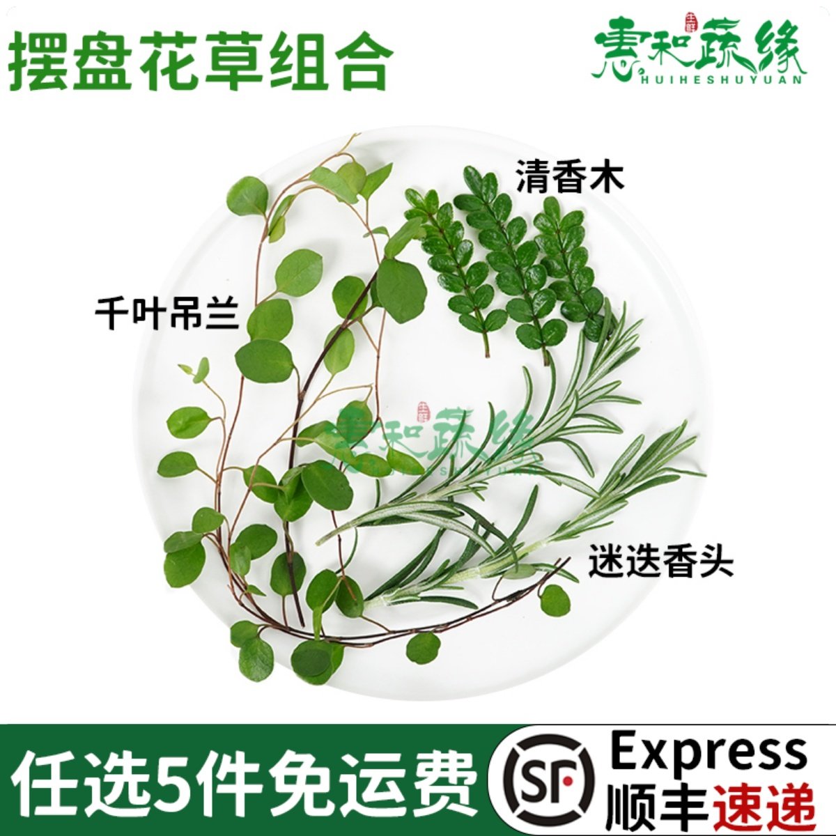 新鲜清香木千叶吊兰迷迭香头组合西餐烘焙蛋糕摆盘装饰花草叶子