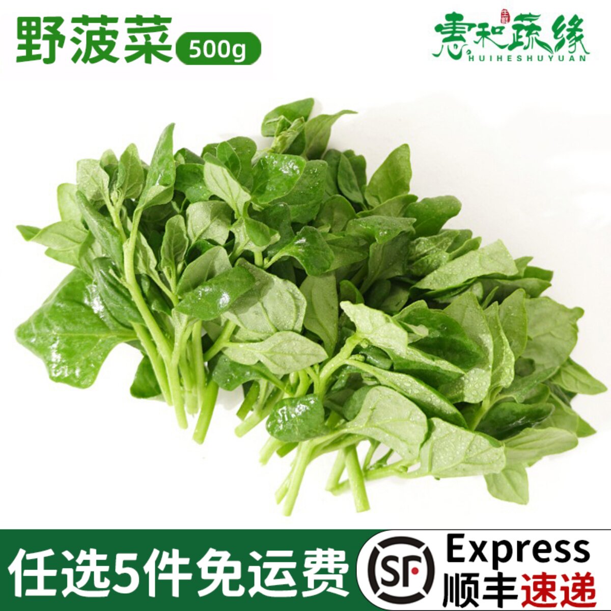 新鲜野波菜露天霜冻打地菠菜野菜饭店酒楼炖汤火锅特色蔬菜食材