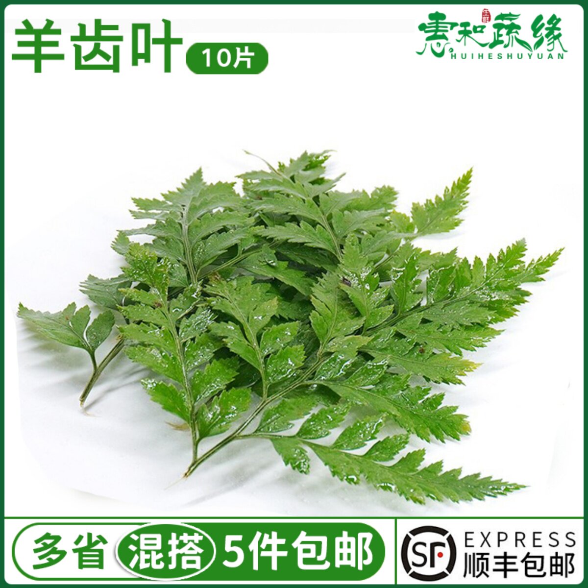 高山羊齿叶新鲜杨子叶芒叶西餐酒楼摆盘装饰花草蛋糕饮品点缀叶子