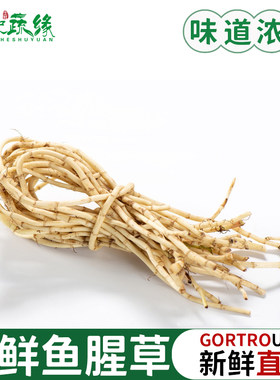 四川特产新鲜鱼腥草根500g 折耳根新鲜蔬菜凉拌野菜节节根侧耳根