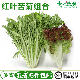 红叶苦菊新鲜蔬菜组合沙拉食材混合500g沙拉蔬菜西餐食材健身轻食