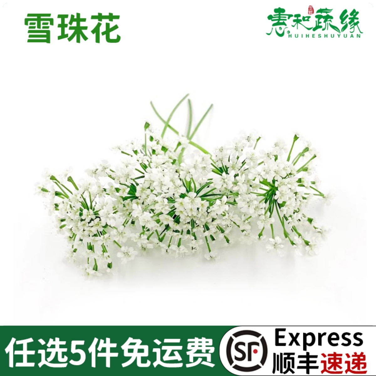 酒店西餐日料摆盘冷菜蛋糕点缀装新鲜雪珠花30朵 蕾丝花 白色小花