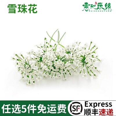 酒店西餐日料摆盘冷菜蛋糕点缀装新鲜雪珠花30朵 蕾丝花 白色小花