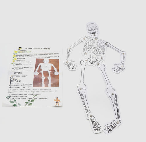 科学器材自制人体骨骼科技小制作