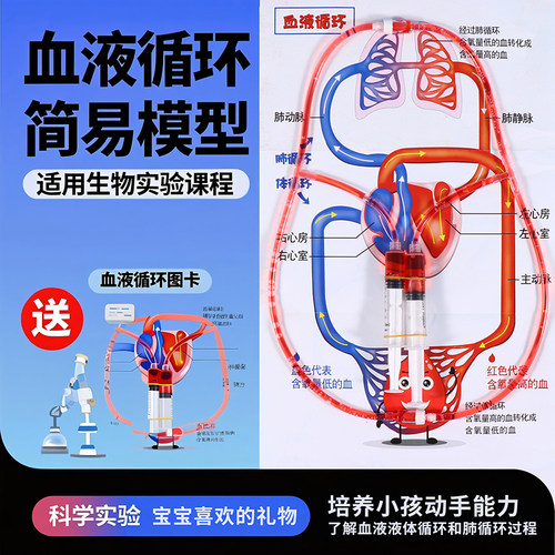 人体血液循环实验器材物毛细血管