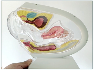 透明子宫演示教学模型 月经杯演示展示模型 盆腔生殖系统演示模型