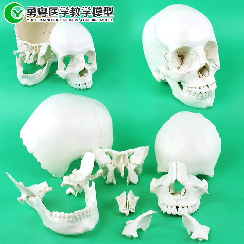 人体头骨拼装模型 组合骷髅头骨