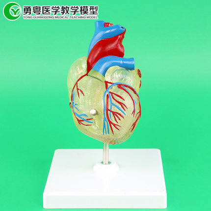 人体心脏模型 透明心脏 主动静脉血管 心脏解剖 心脏动脉心脏构造
