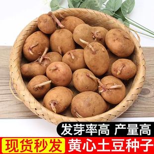 土豆种子云南特产黄皮黄心洋芋种马铃薯原种籽高产红皮土豆种植苗