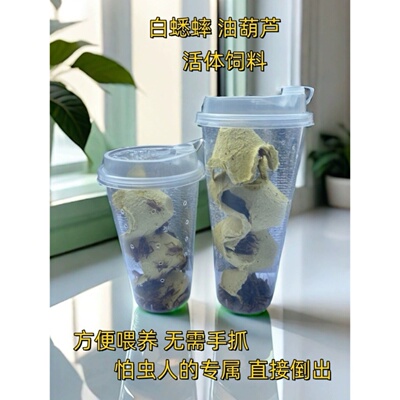 白蟋蟀油葫芦活虫杯装爬宠活食物