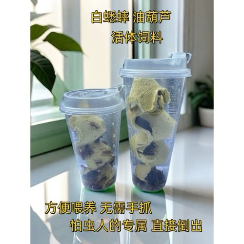 白蟋蟀油葫芦活虫杯装爬宠活食物