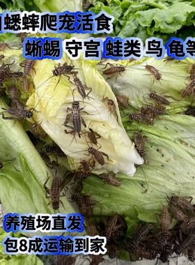 白蟋蟀针头油葫芦爬宠树蛙蜘蛛睫角饲料活体萤火龙鱼食物绿色养殖