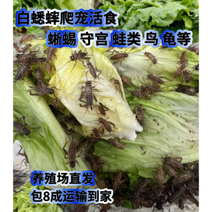 白蟋蟀针头油葫芦爬宠树蛙蜘蛛睫角饲料活体萤火龙鱼食物绿色养殖