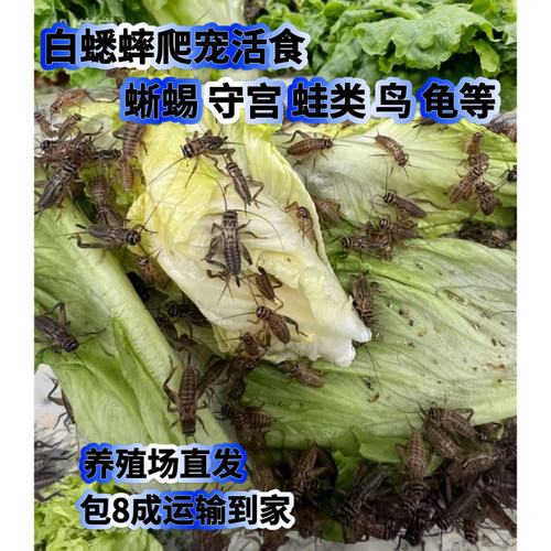 蛐白针头蜘蛛活体龙鱼饲料