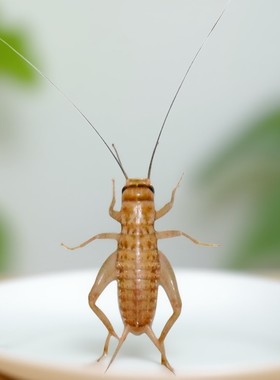 白蟋蟀活体爬宠树蛙守宫蜥蜴食物马蜂鸟鱼活物饲料绿色养殖