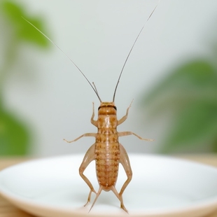 白蟋蟀活体爬宠树蛙守宫蜥蜴食物马蜂鸟鱼活物饲料绿色养殖