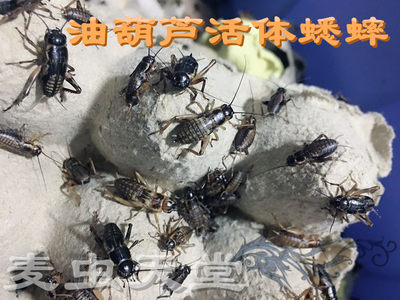 蜥蜴龙鱼亚成体混合1-3cm油葫芦