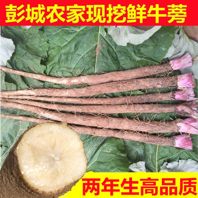 新鲜现挖徐州特产牛蒡根