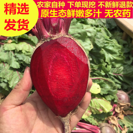 出口品质新鲜甜菜根紫菜头酵素红菜头农产品甜菜头甜菜苷多汁全红