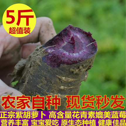 新鲜现拔紫胡萝卜水果萝卜花青素宝宝辅食黑胡萝卜抗氧化特惠装