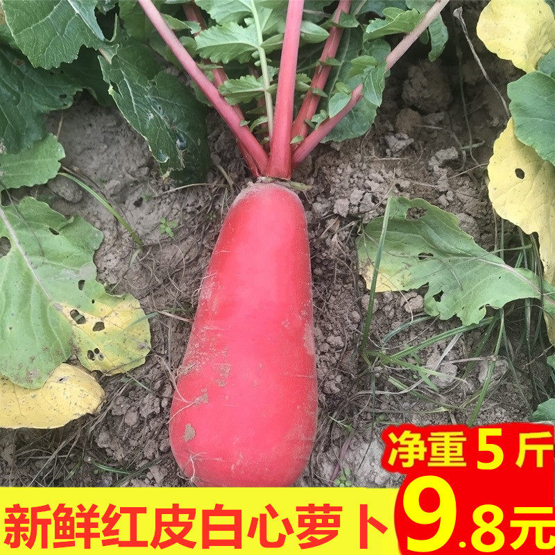 现挖萝卜寿在食中地头价