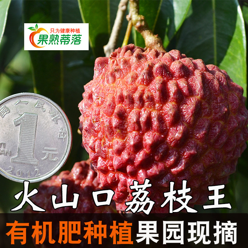 荔枝王海南永兴镇荔枝火山口新鲜水果果园现采荔枝有机肥种植