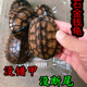 越南石金钱龟 繁殖石龟招财宠物水龟活体 黄喉拟水龟纯种南石龟苗