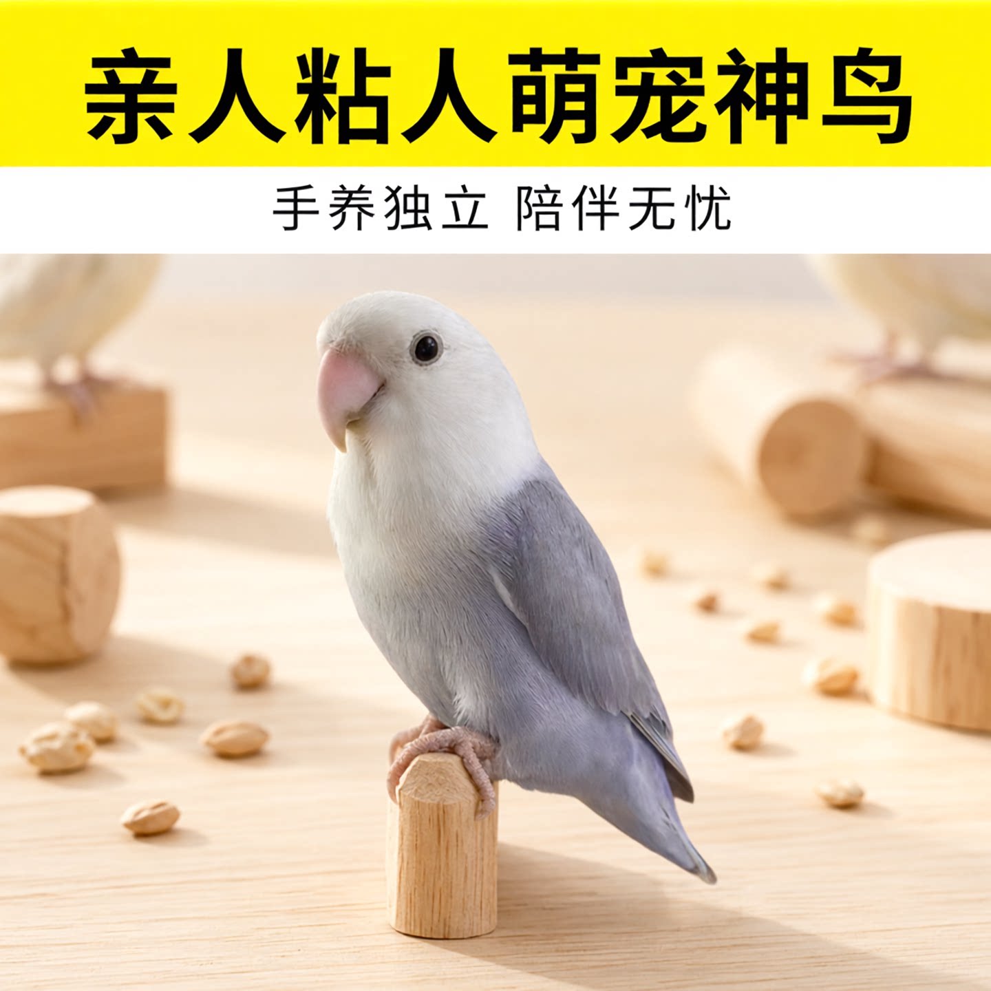 牡丹爱情鸟情侣鸟半毛手养亲人