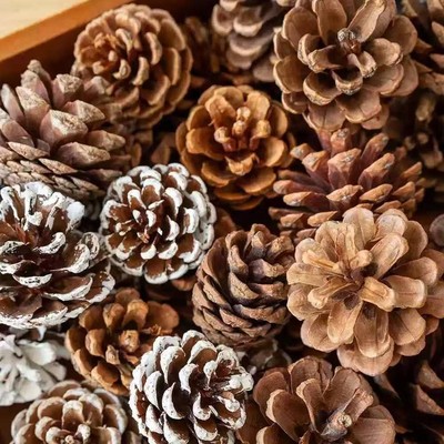 原色松果油松落叶松天然松果干花
