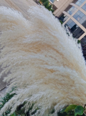 云南原色大芦苇干花 米白色大蒲苇 婚庆布置软装拍摄道具自然干花