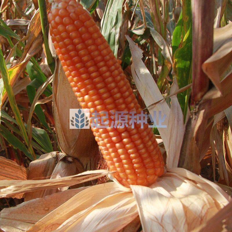 老品种黄玉米粒 自留种子 非转基因农家笨玉米种子可自留种