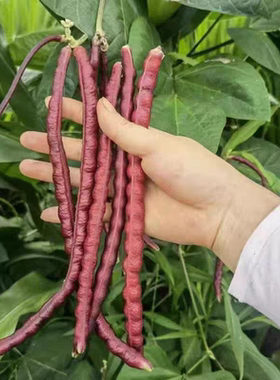 老品种短胖红豇豆种子紫红长荚高产耐老抗病农家春秋季紫色长豇豆